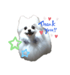 ポメラニアンみるく（個別スタンプ：2）