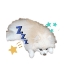 ポメラニアンみるく（個別スタンプ：5）