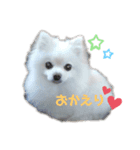 ポメラニアンみるく（個別スタンプ：8）