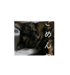 momo vol.1（個別スタンプ：5）