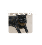 momo vol.1（個別スタンプ：6）