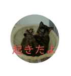 momo vol.1（個別スタンプ：8）