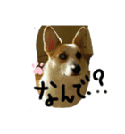呑気なコロン（個別スタンプ：2）