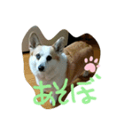 呑気なコロン（個別スタンプ：3）