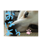 呑気なコロン（個別スタンプ：8）