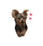 愛犬ROCKん（個別スタンプ：1）