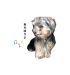 愛犬ROCKん（個別スタンプ：2）