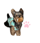愛犬ROCKん（個別スタンプ：3）