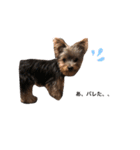 愛犬ROCKん（個別スタンプ：4）