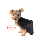 愛犬ROCKん（個別スタンプ：6）