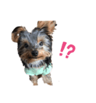 愛犬ROCKん（個別スタンプ：7）