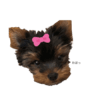 愛犬ROCKん（個別スタンプ：8）