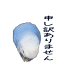 文字入り！インコのブンさん【お仕事/日常】（個別スタンプ：17）
