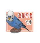 文字入り！インコのブンさん【お仕事/日常】（個別スタンプ：31）