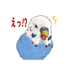 文字入り！インコのブンさん【お仕事/日常】（個別スタンプ：32）