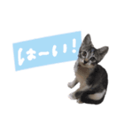 【手書き】すずスタンプ②（個別スタンプ：1）