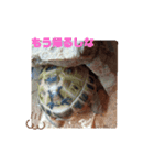 我が家のカメクサ（個別スタンプ：8）