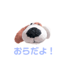 いつものわんわん（個別スタンプ：1）