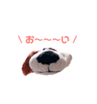 いつものわんわん（個別スタンプ：3）