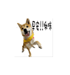 なな Shiba（個別スタンプ：1）