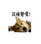 なな Shiba（個別スタンプ：2）