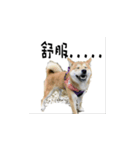 なな Shiba（個別スタンプ：4）