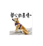 なな Shiba（個別スタンプ：5）