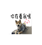 なな Shiba（個別スタンプ：6）