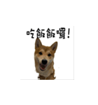 なな Shiba（個別スタンプ：7）