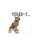 なな Shiba（個別スタンプ：8）