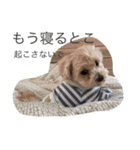 マイdogスタンプ（個別スタンプ：1）