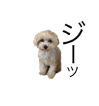 マイdogスタンプ（個別スタンプ：3）