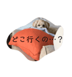 マイdogスタンプ（個別スタンプ：5）