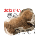 マイdogスタンプ（個別スタンプ：7）