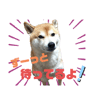 柴犬ごんさん（個別スタンプ：1）