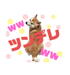 柴犬ごんさん（個別スタンプ：2）