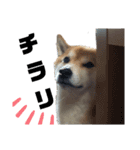 柴犬ごんさん（個別スタンプ：3）