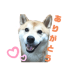 柴犬ごんさん（個別スタンプ：5）