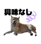 柴犬ごんさん（個別スタンプ：6）