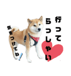 柴犬ごんさん（個別スタンプ：7）