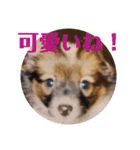 チャムネ 2（個別スタンプ：3）