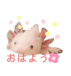 ウーパールーパー1.rei（個別スタンプ：1）