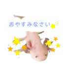 ウーパールーパー1.rei（個別スタンプ：2）