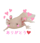 ウーパールーパー1.rei（個別スタンプ：4）