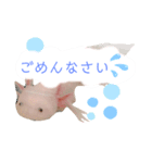 ウーパールーパー1.rei（個別スタンプ：5）
