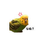 リアルぴーちゃん（個別スタンプ：3）