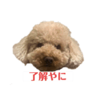 pittくんの三重弁（個別スタンプ：1）