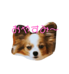 チャムネ 1（個別スタンプ：7）