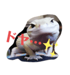 オタクな爬虫類たち（1）（個別スタンプ：4）