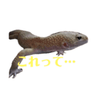 オタクな爬虫類たち（1）（個別スタンプ：5）